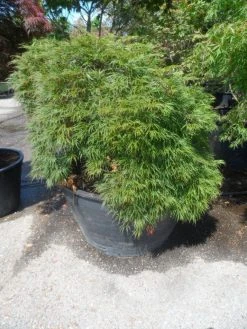 Japanse Esdoorn (Acer Palmatum 'Dissectum') -Groene Wereld acer palmatum dissectum 60stam c500 extra