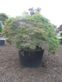 Japanse Esdoorn (Acer Palmatum 'Dissectum') -Groene Wereld acer palmatum dissectum halfstam c750 solitair extra 2