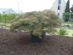 Japanse Esdoorn (Acer Palmatum 'Dissectum') -Groene Wereld acer palmatum dissectum rubrum solitair extra
