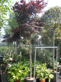 Japanse Esdoorn (Acer Palmatum 'Fireglow') 24 Japanse Esdoorn (Acer Palmatum 'Fireglow') -Groene Wereld acer palmatum fireglow 12 14ho cont 1