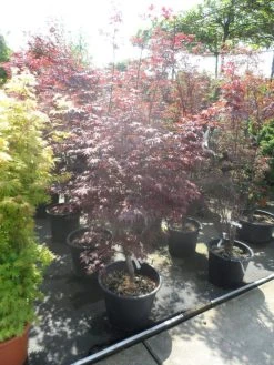 Japanse Esdoorn (Acer Palmatum 'Fireglow') -Groene Wereld acer palmatum fireglow 150 175 c50