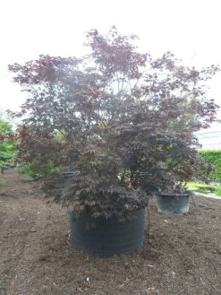 Japanse Esdoorn (Acer Palmatum 'Fireglow') -Groene Wereld acer palmatum fireglow solitair c1500 extra