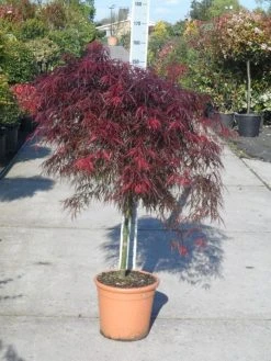 Japanse Esdoorn (Acer Palmatum 'Garnet') -Groene Wereld acer palmatum garnet halfstam c25 1