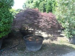 Japanse Esdoorn (Acer Palmatum 'Garnet') -Groene Wereld acer palmatum garnet halfstam c500 extra 1