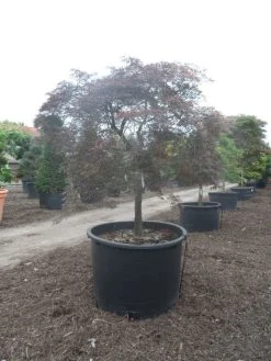 Japanse Esdoorn (Acer Palmatum 'Garnet') -Groene Wereld acer palmatum garnet halfstam c750 solitair extra