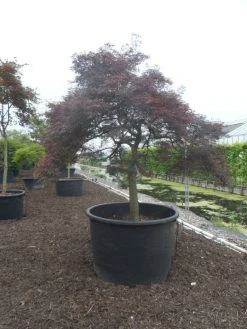Japanse Esdoorn (Acer Palmatum 'Garnet') -Groene Wereld acer palmatum garnet halfstam c750 solitair extra 4 1