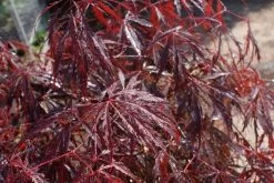 Japanse Esdoorn (Acer Palmatum 'Inabe-shidare') -Groene Wereld acer palmatum inaba shidare 1