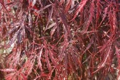 Japanse Esdoorn (Acer Palmatum 'Inabe-shidare') -Groene Wereld acer palmatum inaba shidare 2