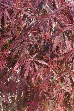 Japanse Esdoorn (Acer Palmatum 'Inabe-shidare') -Groene Wereld acer palmatum inaba shidare 4