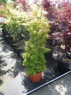 Japanse Esdoorn (Acer Palmatum 'Orange Dream') -Groene Wereld acer palmatum orange dream 125 150 c25