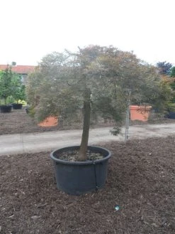 Japanse Esdoorn (Acer Palmatum 'Ornatum') -Groene Wereld acer palmatum ornatum halfstam c500 solitair extra