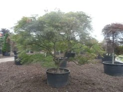 Japanse Esdoorn (Acer Palmatum 'Ornatum') -Groene Wereld acer palmatum ornatum solitair extra