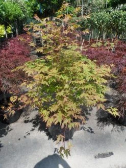 Japanse Esdoorn (Acer Palmatum 'Osakazuki') -Groene Wereld acer palmatum osakazuki 100 125 c25 2