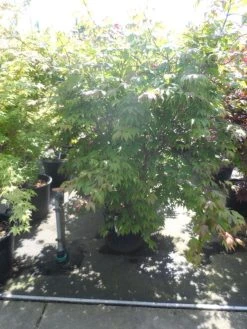 Japanse Esdoorn (Acer Palmatum 'Osakazuki') -Groene Wereld acer palmatum osakazuki 150 175 c70 extra