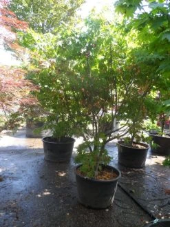 Japanse Esdoorn (Acer Palmatum 'Osakazuki') -Groene Wereld acer palmatum osakazuki 200 250 c160 2