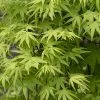 Japanse Esdoorn (Acer Palmatum 'Ryusen') -Groene Wereld acer palmatum ryusen