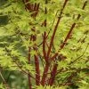 Japanse Esdoorn (Acer Palmatum 'Sangokaku') -Groene Wereld acer palmatum sangokaku 1