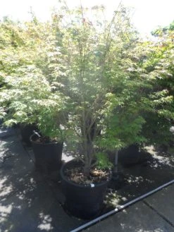 Japanse Esdoorn (Acer Palmatum 'Sangokaku') -Groene Wereld acer palmatum sangokaku 175 200 c70 1
