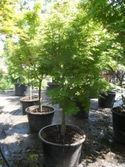Japanse Esdoorn (Acer Palmatum 'Sangokaku') -Groene Wereld acer palmatum sangokaku halfstam c240 1