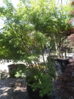 Japanse Esdoorn (Acer Palmatum 'Seiryu') -Groene Wereld acer palmatum seiryu 225 250 c160