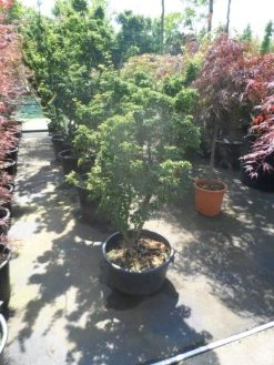 Japanse Esdoorn (Acer Palmatum 'Shishigashira') 10 Japanse Esdoorn (Acer Palmatum 'Shishigashira') -Groene Wereld acer palmatum shishigashira 125 150 c35