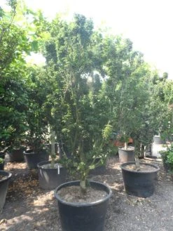 Japanse Esdoorn (Acer Palmatum 'Shishigashira') 12 Japanse Esdoorn (Acer Palmatum 'Shishigashira') -Groene Wereld acer palmatum shishigashira solitair c285