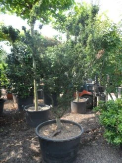 Japanse Esdoorn (Acer Palmatum 'Shishigashira') 11 Japanse Esdoorn (Acer Palmatum 'Shishigashira') -Groene Wereld acer palmatum shishigashira solitair c285 2