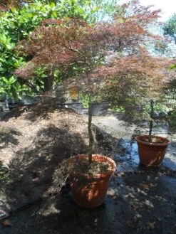 Japanse Esdoorn (Acer Palmatum 'Tamuke Yama') -Groene Wereld acer palmatum tamukeyama 175 200 225 c150