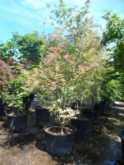 Japanse Esdoorn (Acer Palmatum 'Ukigumo') -Groene Wereld acer palmatum ukigumo 200 250 c110