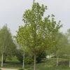 Noorse Esdoorn (Acer Platanoides) 2 Noorse Esdoorn (Acer Platanoides) -Groene Wereld acer platanoides01