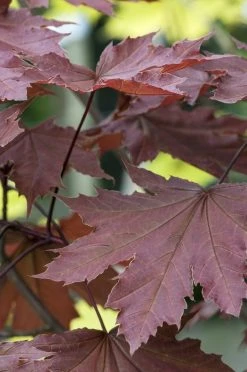 Rode Esdoorn (Acer Platanoides 'Crimson King') -Groene Wereld acer platanoides crimson 2