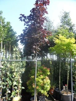 Rode Esdoorn (Acer Platanoides 'Crimson King') -Groene Wereld acer platanoides crimson king 10 12ho cont