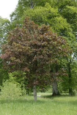 Noorse Esdoorn (Acer Platanoides 'Crimson Sentry') -Groene Wereld acer platanoides crimson sentry