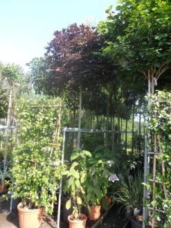 Noorse Esdoorn (Acer Platanoides 'Crimson Sentry') -Groene Wereld acer platanoides crimson sentry 12 14ho cont. bol