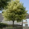 Bonte Esdoorn (Acer Platanoides 'Drummondii') -Groene Wereld acer platanoides drummondii