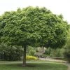 Bolesdoorn (Acer Platanoides 'Globosum') 2 Bolesdoorn (Acer Platanoides 'Globosum') -Groene Wereld acer platanoides globosum 1
