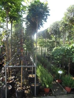 Bolesdoorn (Acer Platanoides 'Globosum') 19 Bolesdoorn (Acer Platanoides 'Globosum') -Groene Wereld acer platanoides globosum 10 12ho cont 1