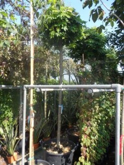 Bolesdoorn (Acer Platanoides 'Globosum') -Groene Wereld acer platanoides globosum 14 16ho cont