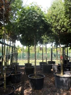 Bolesdoorn (Acer Platanoides 'Globosum') 21 Bolesdoorn (Acer Platanoides 'Globosum') -Groene Wereld acer platanoides globosum 18 20 25ho c200 1