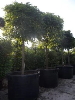 Bolesdoorn (Acer Platanoides 'Globosum') -Groene Wereld acer platanoides globosum 30 35 40ho c1000 1500