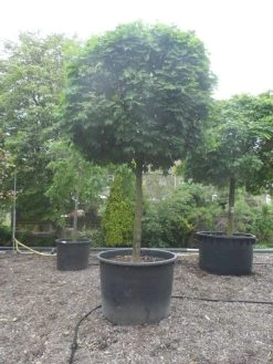 Bolesdoorn (Acer Platanoides 'Globosum') -Groene Wereld acer platanoides globosum 30 35 40ho c1000