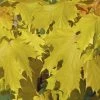 Noorse Esdoorn (Acer Platanoides 'Princeton Gold') -Groene Wereld acer platanoides princeton gold 01