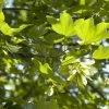 Esdoorn (Acer Pseudoplatanus 'Spaethii') -Groene Wereld acer pseudoplatanus