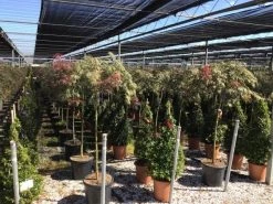 Japanse Esdoorn Op Stam (Acer Palmatum 'Tamuke Yama') 15 Japanse Esdoorn Op Stam (Acer Palmatum 'Tamuke Yama') -Groene Wereld acer rossi palm. diss. tamukeyama halfstam