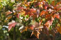Rode Esdoorn (Acer Rubrum) 7 Rode Esdoorn (Acer Rubrum) -Groene Wereld acer rubrum01