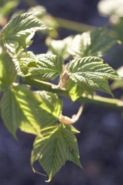 Japanse Slangehuidesdoorn Als Boom (Acer Rufinerve) -Groene Wereld acer rufinerve 1