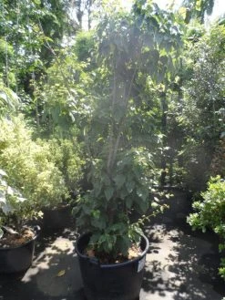 Japanse Slangehuidesdoorn Als Boom (Acer Rufinerve) -Groene Wereld acer rufinerve 175 200 250