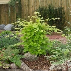 Japanse Esdoorn (Acer Shirasawanum 'Jordan') -Groene Wereld acer sh. jordan2