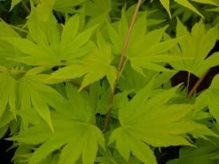 Japanse Esdoorn (Acer Shirasawanum 'Jordan') -Groene Wereld acer shir. jordan 1