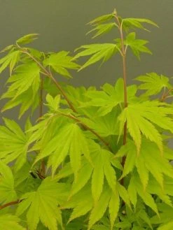 Japanse Esdoorn (Acer Shirasawanum 'Jordan') -Groene Wereld acer shir. jordan 2